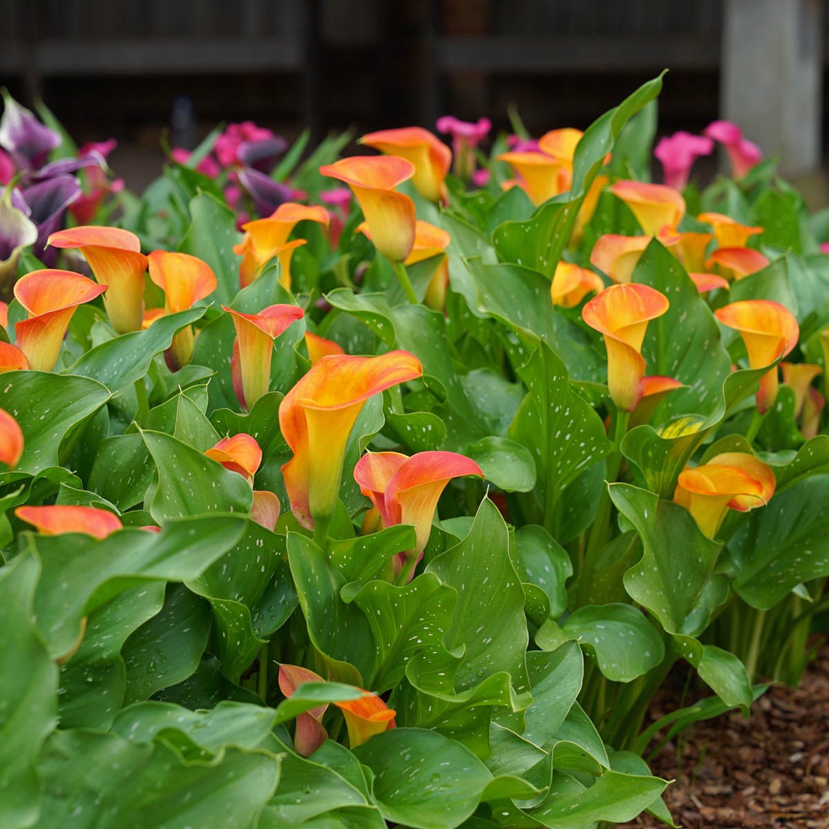 Zantedeschia Brunello - oranje zantedeschia - Fluwel