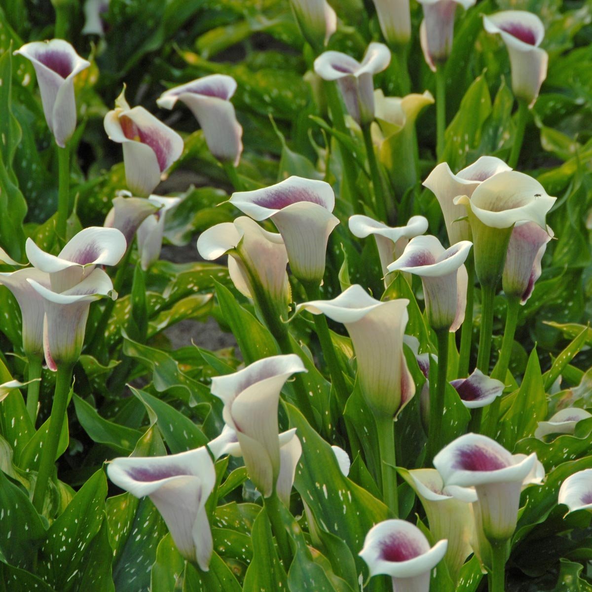 Zantedeschia Picasso - meerkleurige zantedeschia - Fluwel