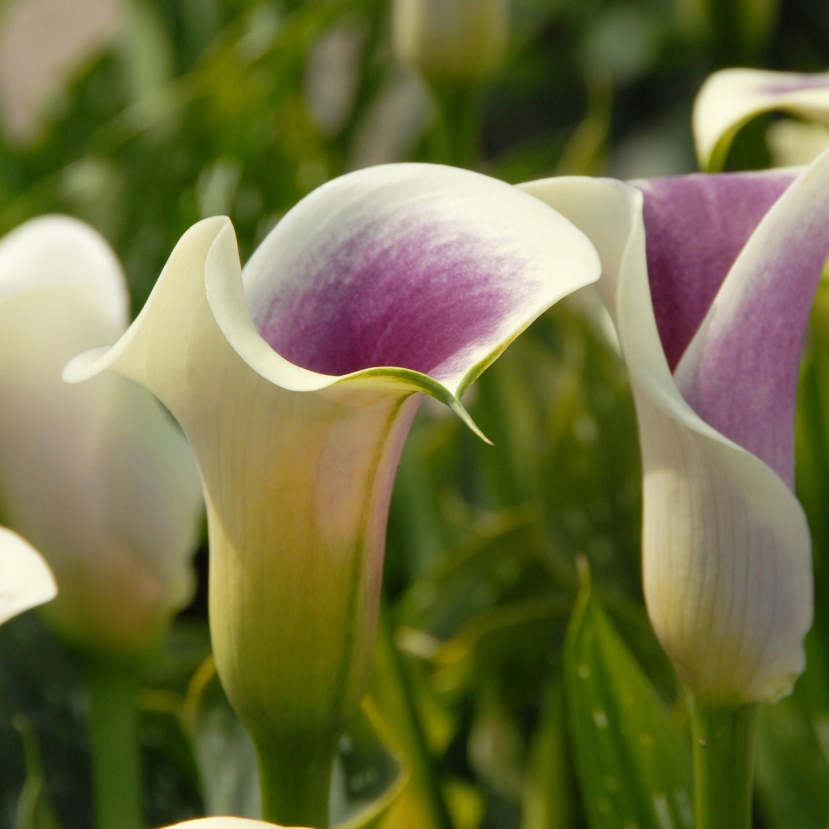 Zantedeschia Picasso - Zantedeschias - Fluwel