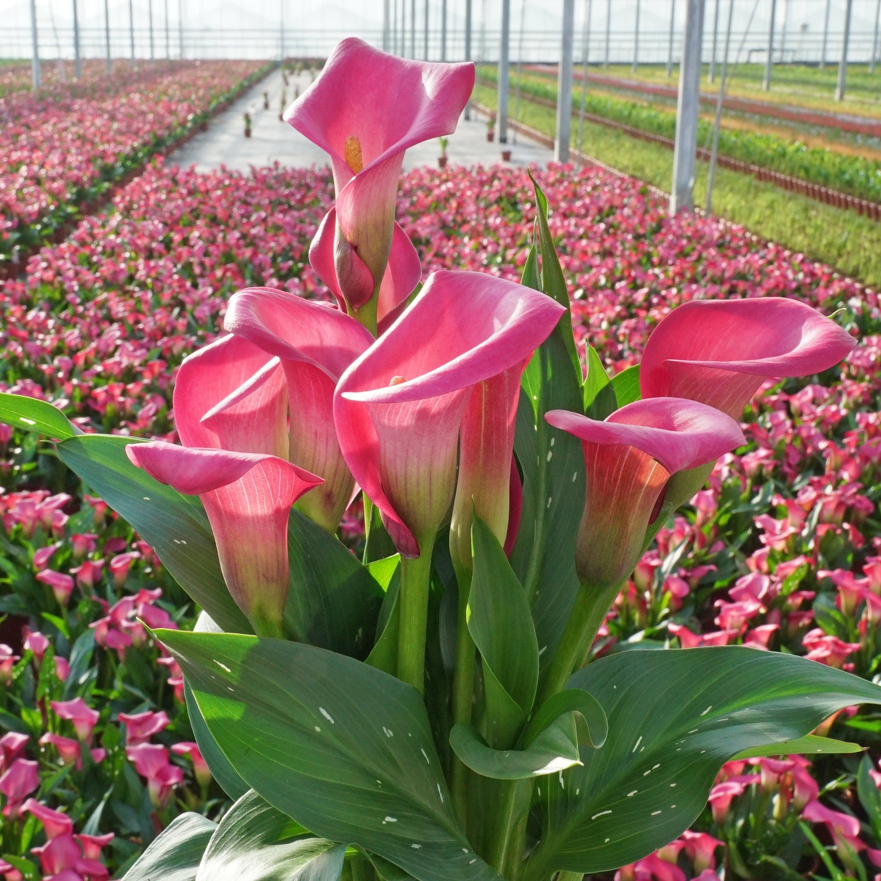 Zantedeschia Zazu - Zantedeschias - Fluwel